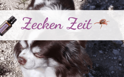 Natürlicher Zeckenschutz für Hunde mit Kokosöl und Lavendel